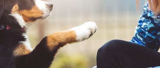 Woman and a dog with a raised paw